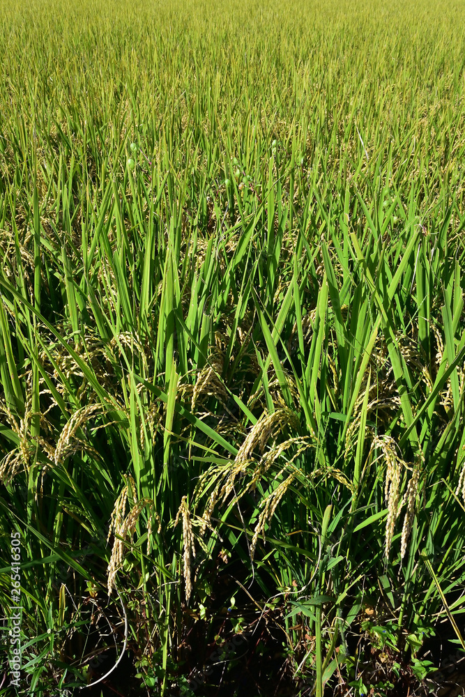 Rice filed, the harvest season Rice filed, the harvest season