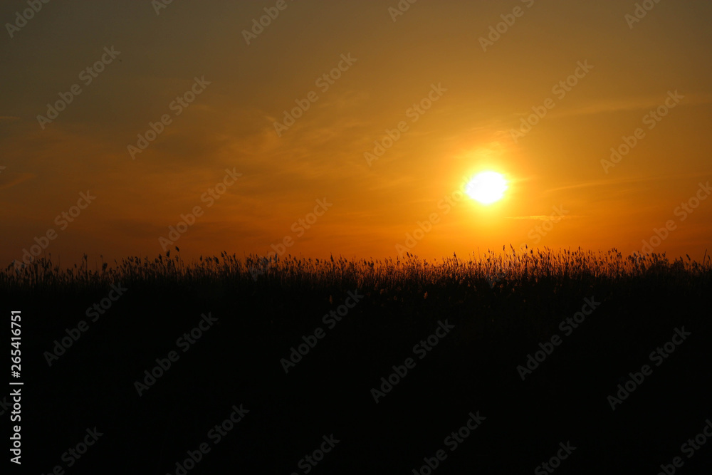Obraz premium Beautiful colorful sunset over the reed field