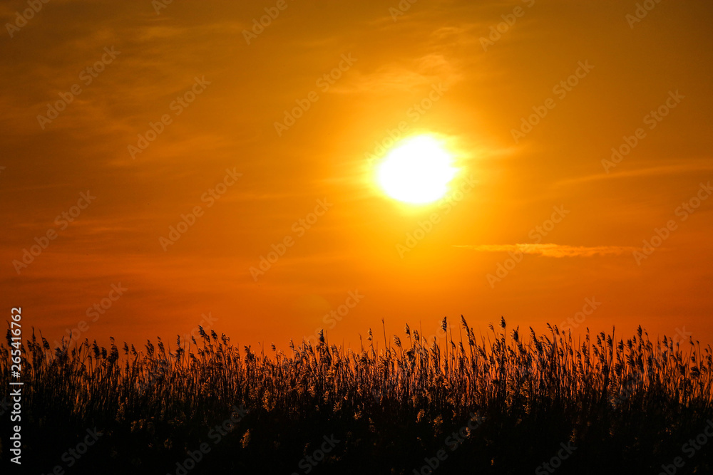 Beautiful orange sunset with sun light on panicle reed wallpaper Beautiful orange sunset with sun light on panicle reed wallpaper
