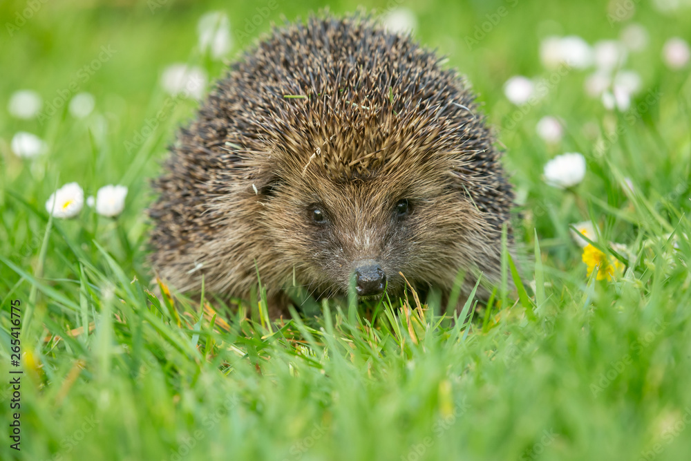 Hedgehog in autumn, wild, free roaming hedgehog, taken from within a wildlife hide to monitor the health and population of this favourite but declining mammal, copy space Hedgehog in autumn, wild, free roaming hedgehog, taken from within a wildlife hide to monitor the health and population of this favourite but declining mammal, copy space
