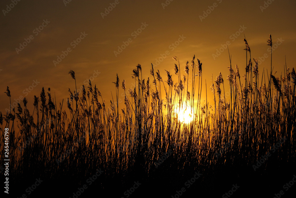 Beautiful and scenic sunset over coastal reed, Baltic sea coast, Parnu, Estonia