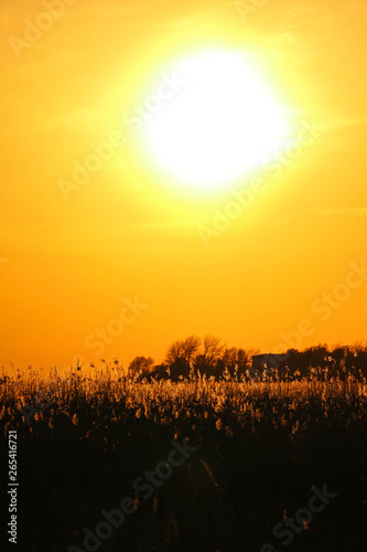 Beautiful orange sunset over the reeds on the beach, sun illuminaite panicles
