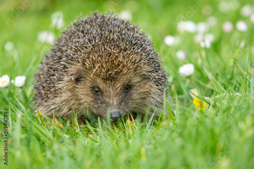 Hedgehog, Scientific name: Erinaceus Europaeus, wild, native, European hedgehog on green grass lawn in Springtime. Facing forward. Landscape, horizontal. Space for copy.