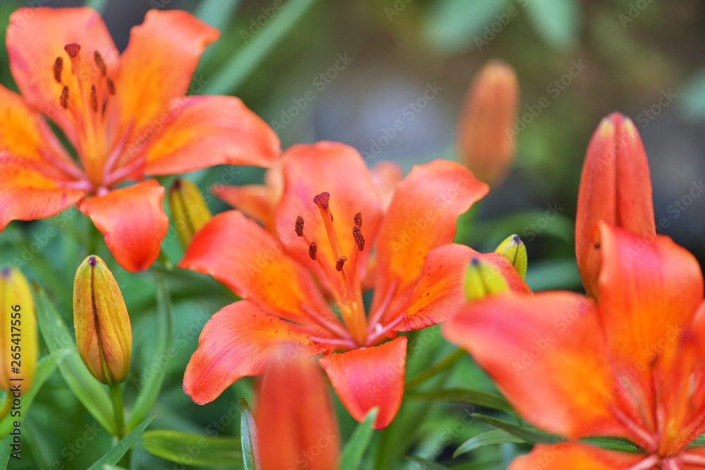 Macro photography, close-up orange Lily. Horizontal photography