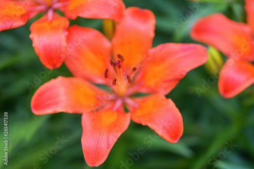 Macro photography  close-up orange Lily. Horizontal photography