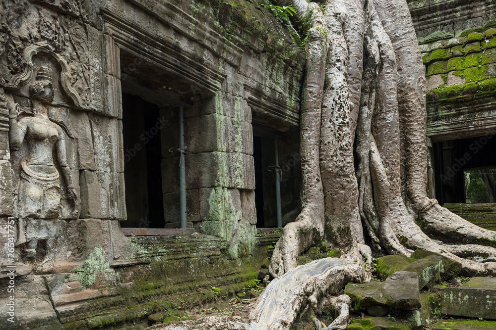 The famous Strangler fig tree growing on the ruins of Ta Prohm temple, Siem Reap, Cambodia