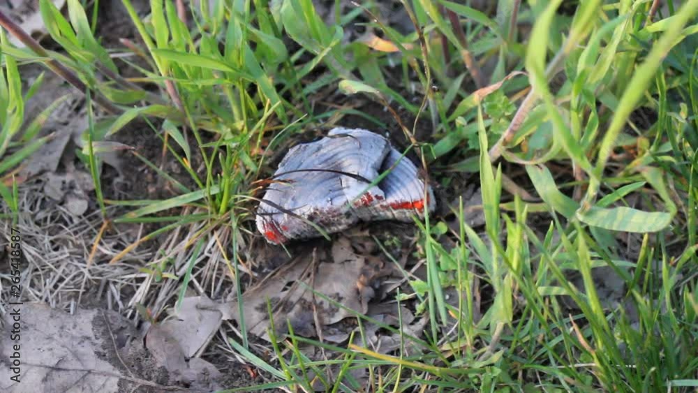 Hot coal in a green grass. Concept of fire in forests. Coal is smoldering with smoke in forest on grass. Hot coal in a green grass. Concept of fire in forests. Coal is smoldering with smoke in forest on grass.