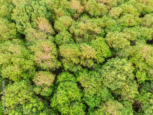 Green tree forest nature background