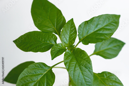 Young green seedlings of sweet pepper with juicy leaves. Seedlings of bell pepper on a light background