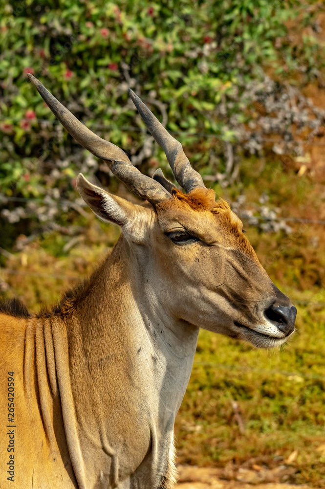 Eland Head Centre vert.