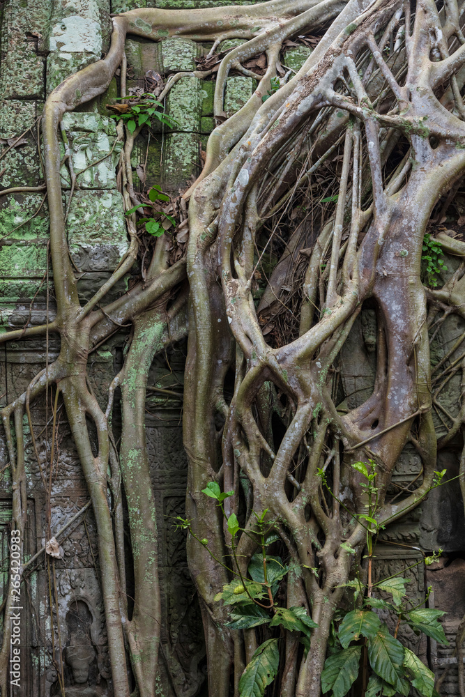 Vegetation growing over the ruins of the beautiful temple of Ta Prohm, Siem Reap, Cambodia