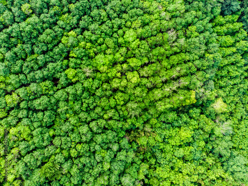 Green tree forest nature background