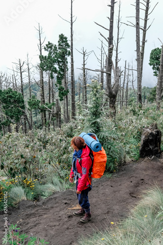 A young girl with a backpack on her back climbs a mountain volcano in Guatemala through a dead forest