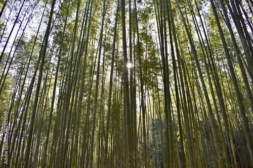kyoto bamboo forest