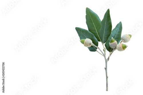 Leaves and Acorns of the Holm Oak (Quercus ilex) isolated on a white background.space for your text photo