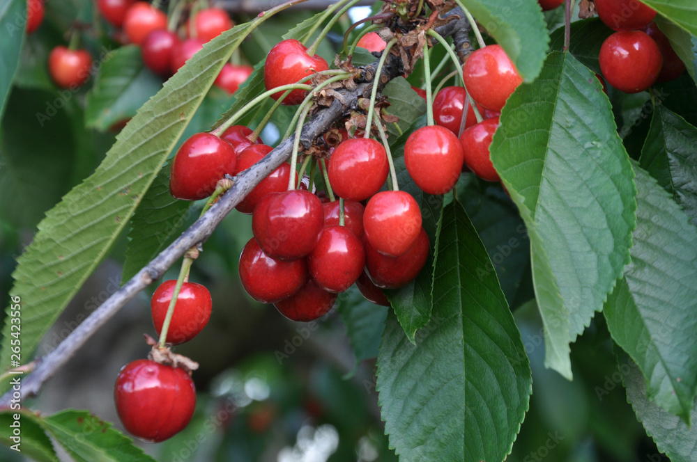 On a tree branch, ripe berries bird-cherry (Prunus avium) On a tree branch, ripe berries bird-cherry (Prunus avium)