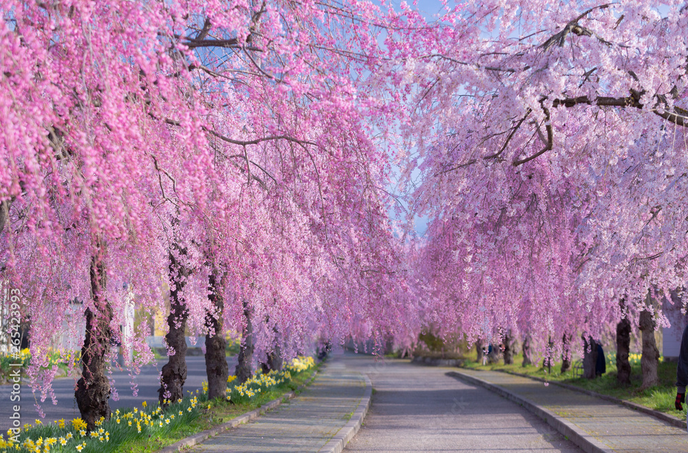 日中線のしだれ桜(福島県・喜多方市)
