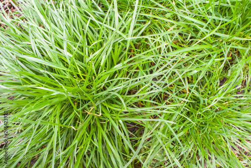 Fresh green grass background. Natural abstract texture.