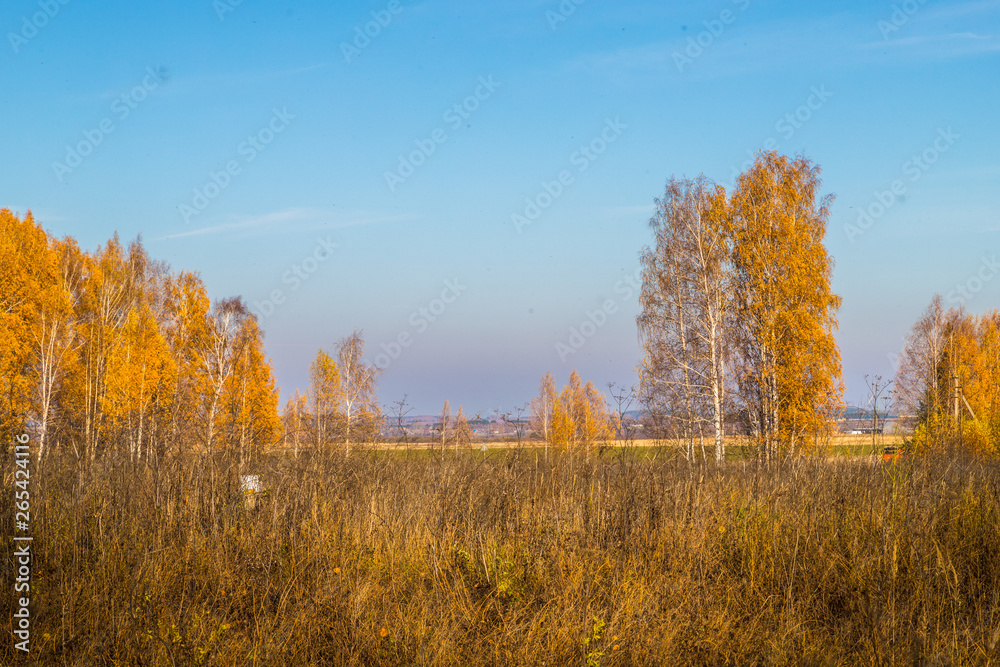 Golden field with grass, birch tree in the background and deep blue sky