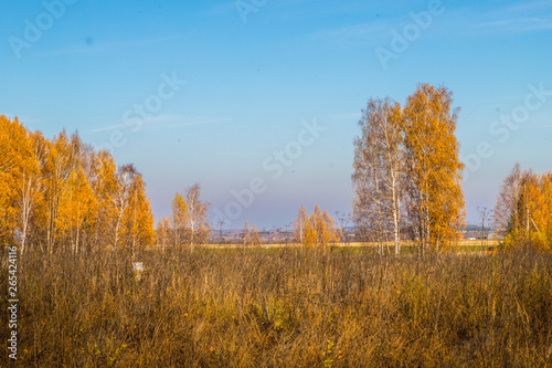 Golden field with grass  birch tree in the background and deep blue sky
