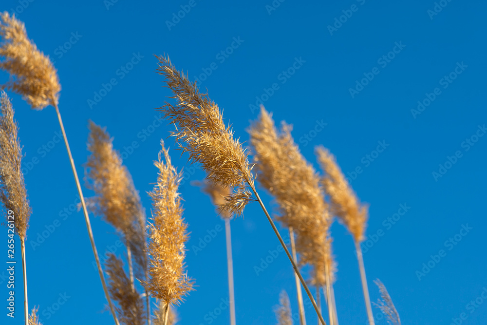 ears of wheat against the blue sky, reeds