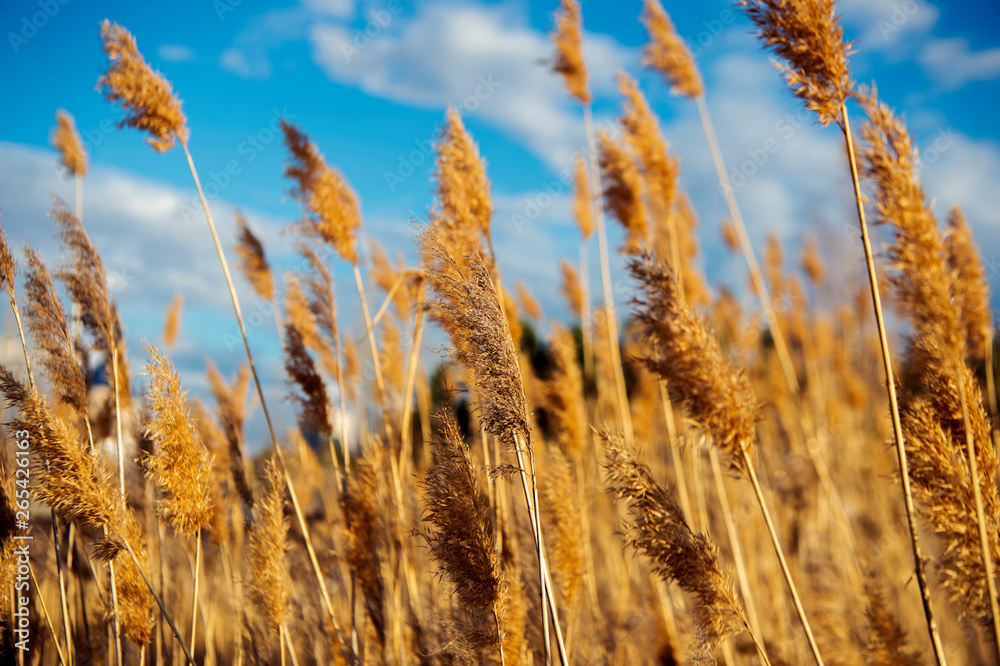 ears of wheat against the blue sky, reeds ears of wheat against the blue sky, reeds