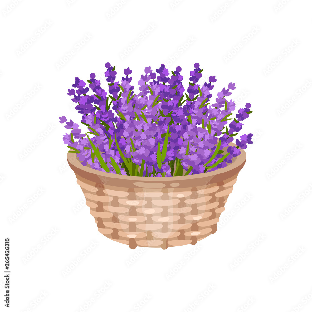 Bouquet of purple flowers in a basket. Vector illustration