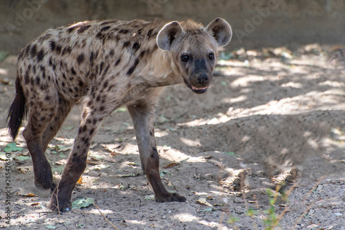 Spotted Hyena in nature, close up.