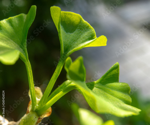 Young leaf of a ginkgo tree  scientific name Ginkgo biloba  in spring  close-up against a blurred background