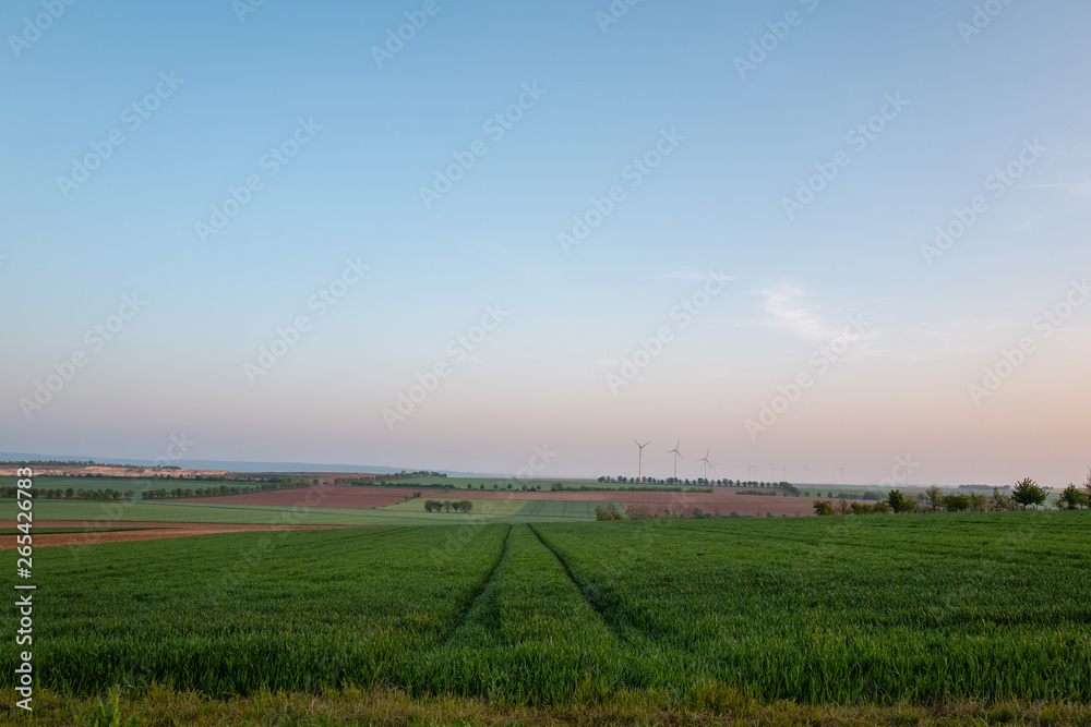 landscape with wheat field and blue sky
