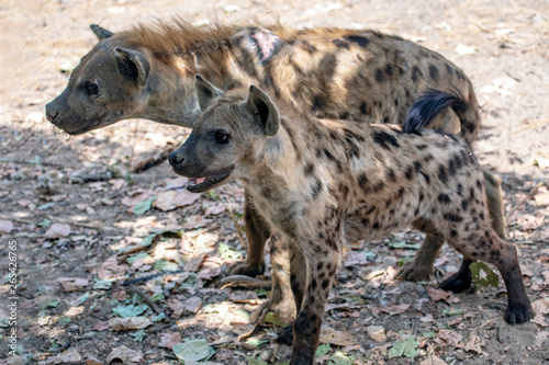 Spotted Hyenas in nature, close up.