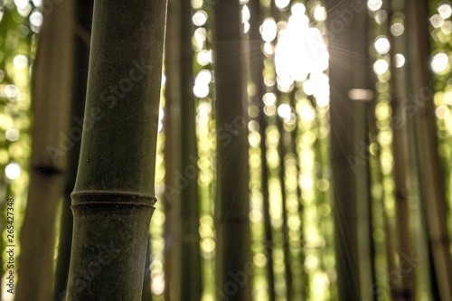 bamboo forest