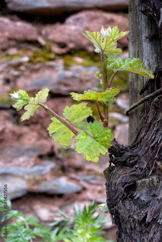 Fototapeta premium Weinberg im Frühjahr an der Mosel