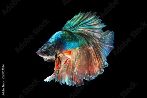 Foto The moving moment beautiful of green siamese betta fish or fancy betta splendens fighting fish in thailand on black background