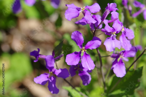 Fototapeta Naklejka Na Ścianę i Meble -  紫色の花