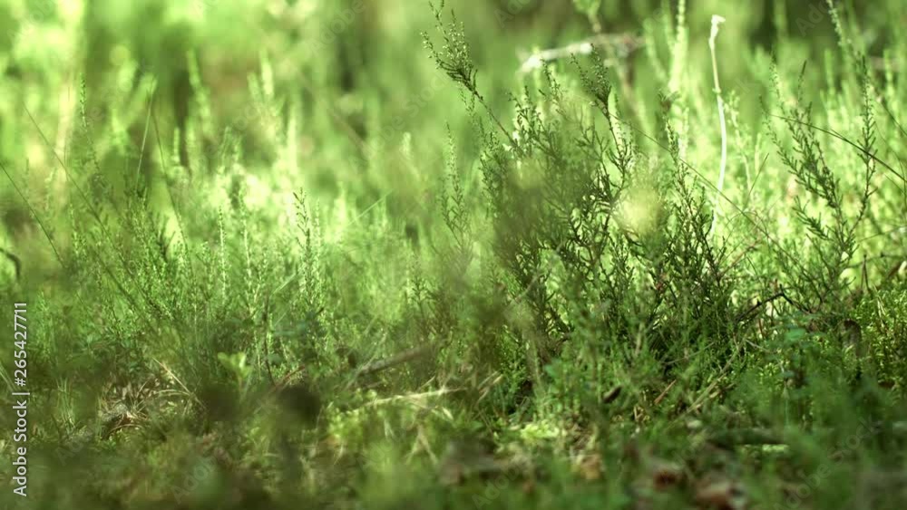 Forest plants growing at very bottom. Beautiful nature. Summer concept Forest plants growing at very bottom. Beautiful nature. Summer concept