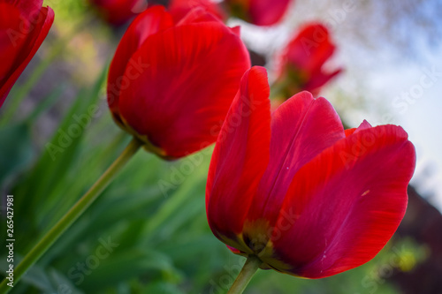 Red tulips in the garden. Photo for postcard beauty decoration.