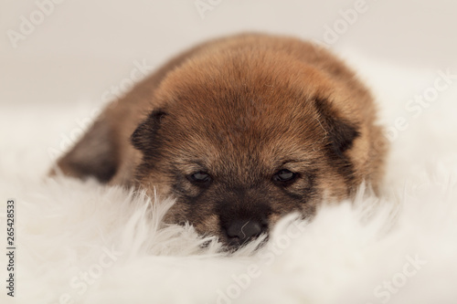 Shiba Inu Puppy  11 © Geoffrey Gilson