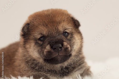 Shiba Inu Puppy  8 © Geoffrey Gilson