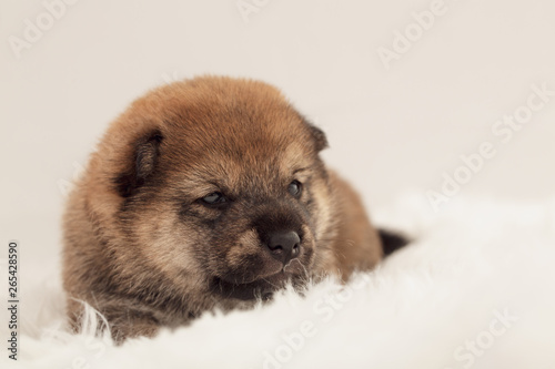 Shiba Inu Puppy  5 © Geoffrey Gilson