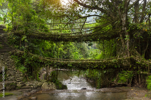 Photos Double Decker Living Root Bridge in the green jungle, the power of nature