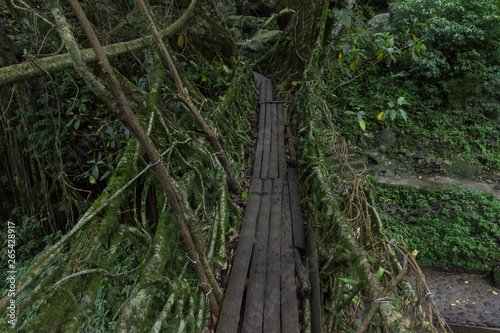 Double Decker Living Root Bridge in the green jungle, the power of nature photo