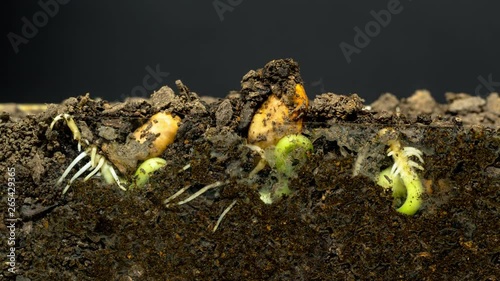 Bean Sprout Growing Timelapse on a Black Background