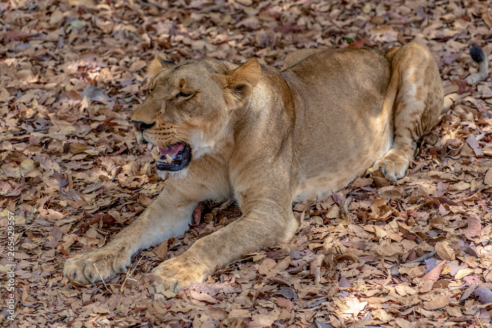 Lion female lying down - wild nature Africa Lion female lying down - wild nature Africa