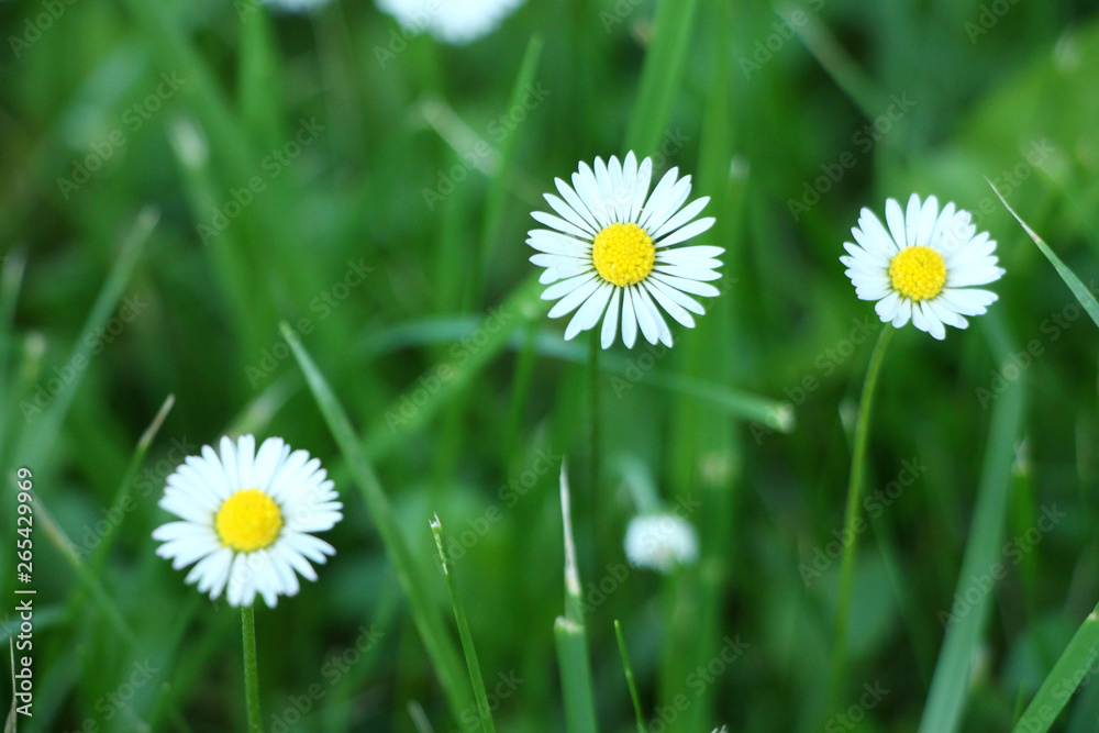Fototapeta premium Daisy flowers in green grass