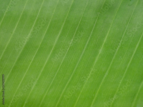 Background of green banana leaves, Kerala, Kochi