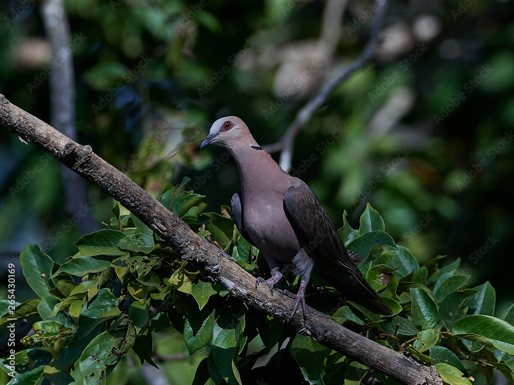 Red-eyed dove (Streptopelia semitorquata)