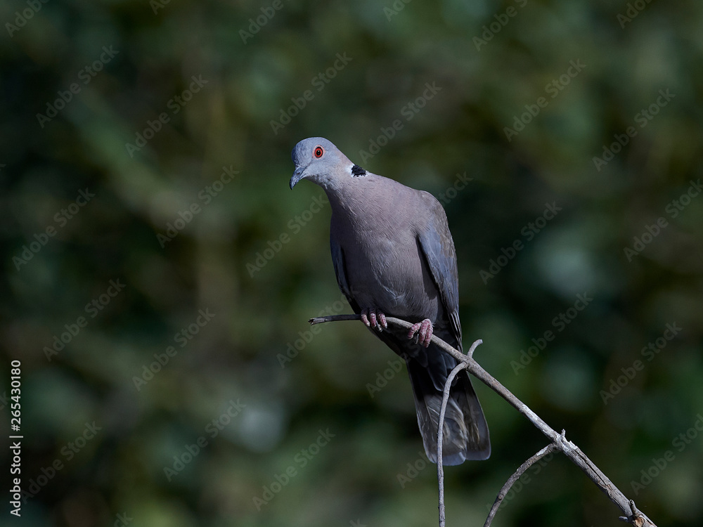 Red-eyed dove (Streptopelia semitorquata)