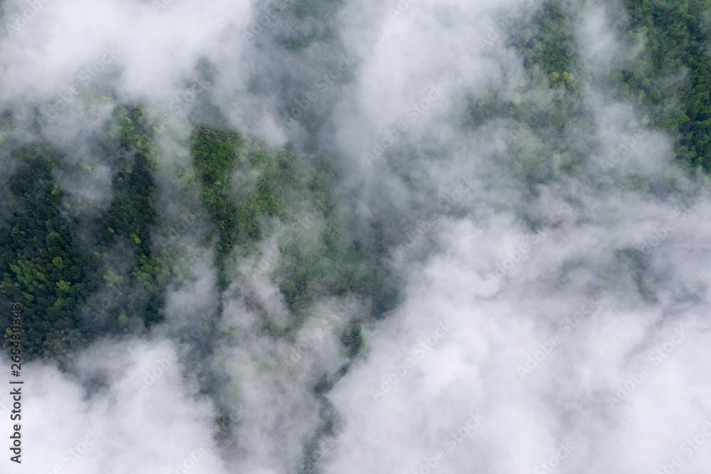 mountain forest and cloud mist