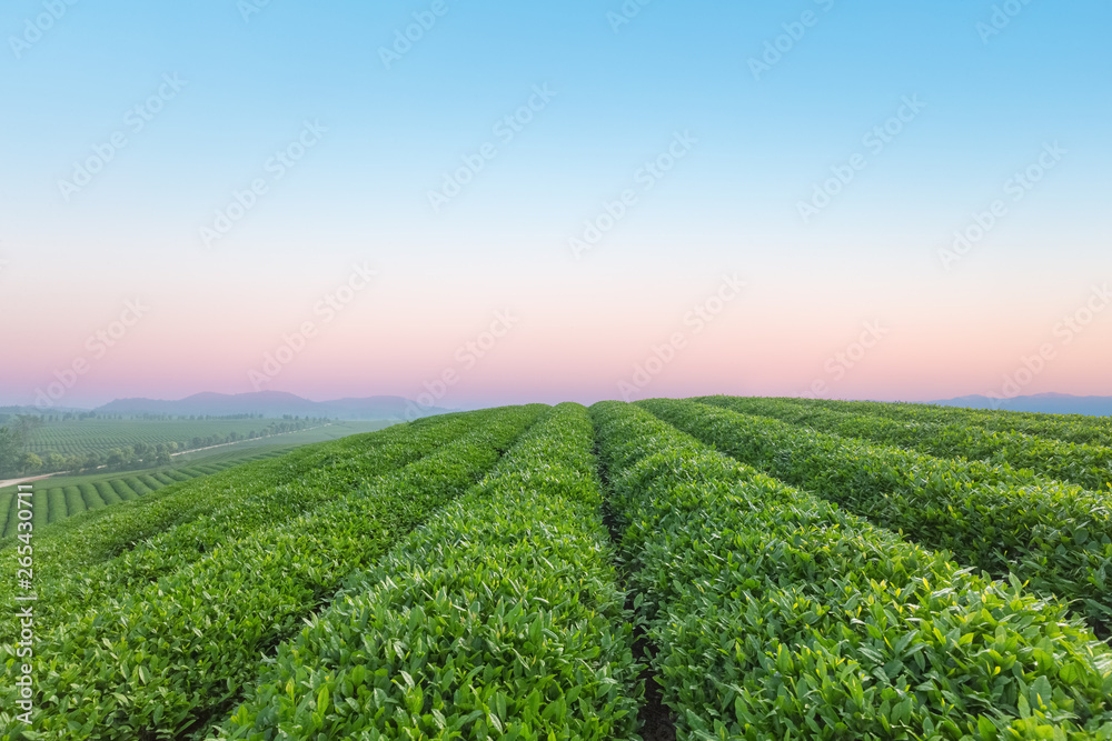 tea plantation at dawn
